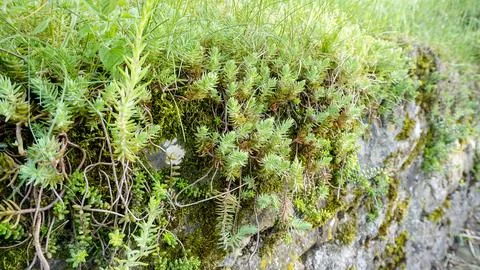 This is a closeup view of a rock on which various plants are growing Stock Photos
