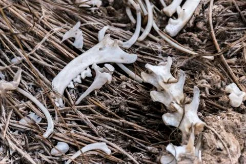 Closeup view of rodent skeleton Stock Photos