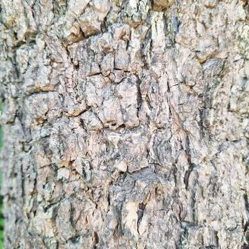 Closeup view of rough textured brown tree bark surface Stock Photos