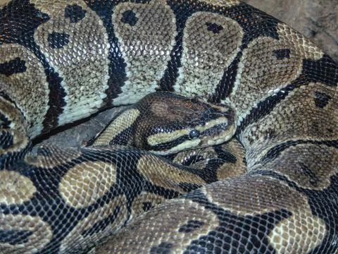 Closeup view of a royal python. Snake Stock Photos