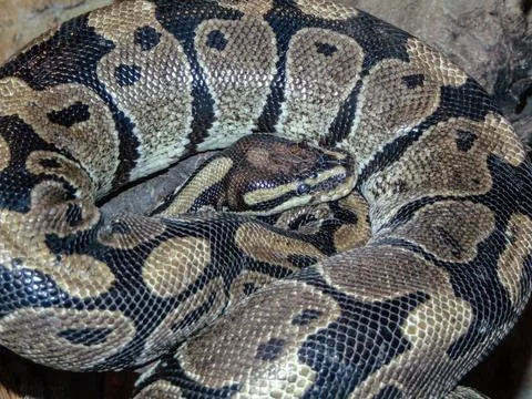 Closeup view of a royal python. Snake Stock-Fotos