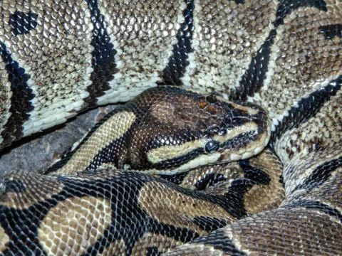 Closeup view of a royal python. Snake Stock-Fotos