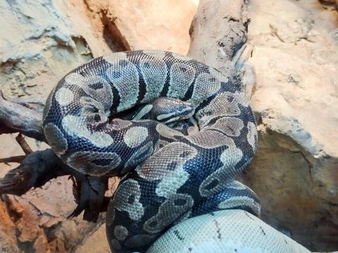 Closeup view of a royal python. Snake 写真素材
