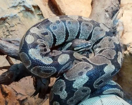 Closeup view of a royal python. Snake Stock-Fotos