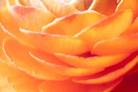 Closeup View of Runuculus Flowers Stock Photos