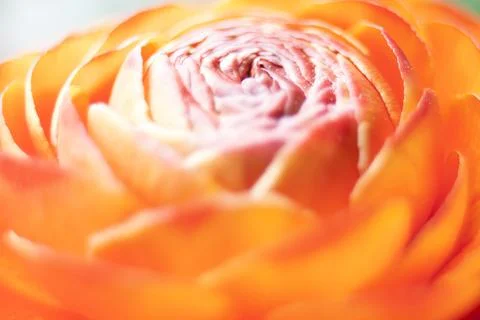 Closeup View of Runuculus Flowers Stock Photos