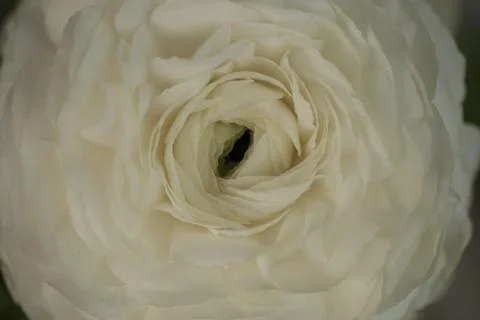 Closeup View of Runuculus Flowers Stock Photos