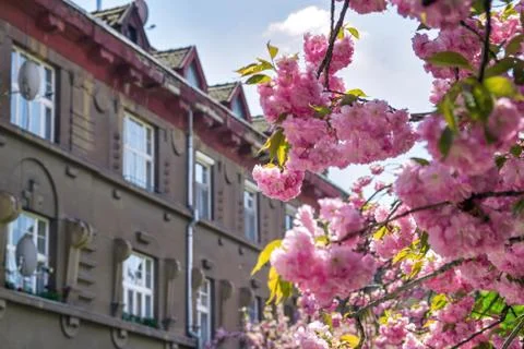 Closeup view on Sakura Cherry Trees in Blossom and old european building on t Stock Photos