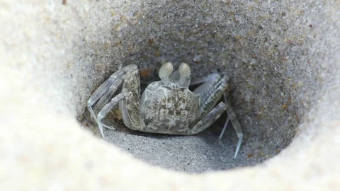Closeup view of Sand Crab sitting in the burrow at tropical beach of Thailand Stock Footage 73025771