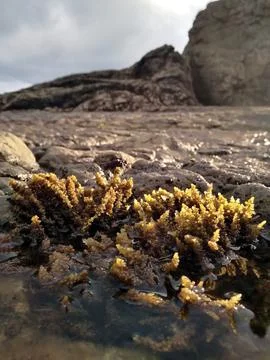 Closeup view of sargassum in the puddle Stock Photos