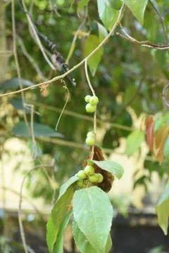 Closeup view of Scram berry in the tree. Stock Photos