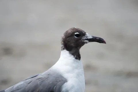 Closeup view of a Seagull on Beach Stock Photos