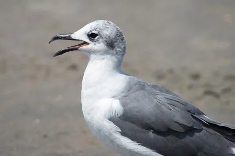 Closeup view of a Seagull on Beach Stock Photos