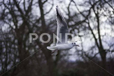 Closeup view of a seagull in flight Stock Photos