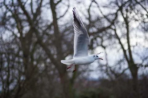 Closeup view of a seagull in flight Stock Photos