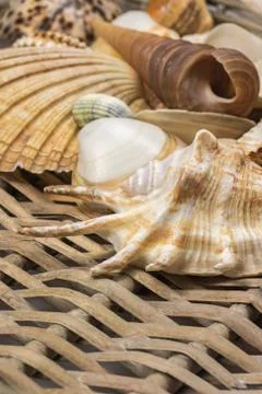 Closeup view of seashells in the used wicker basket. Vertically. Stock Photos