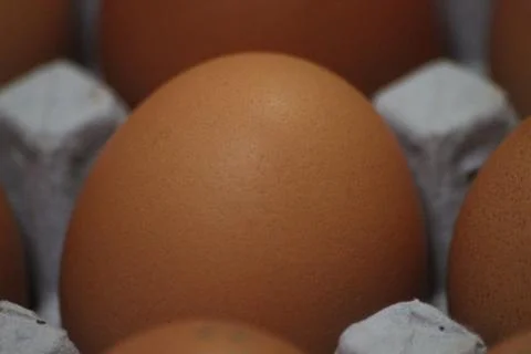 Closeup view with selective focus on fresh farm chicken eggs in an egg-carton Stock Photos