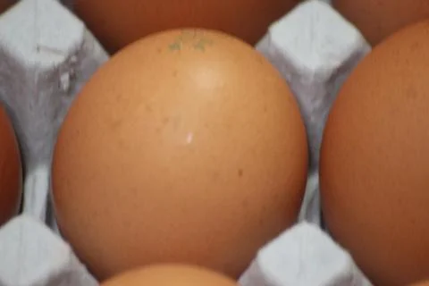 Closeup view with selective focus on fresh farm chicken eggs in an egg-carton Stock Photos