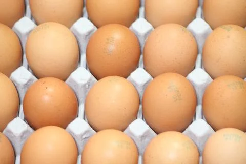 Closeup view with selective focus on fresh farm chicken eggs in an egg-carton Stock Photos