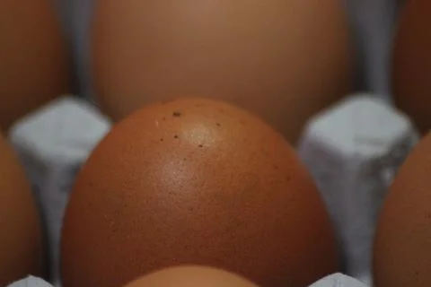 Closeup view with selective focus on fresh farm chicken eggs in an egg-carton Foto stock