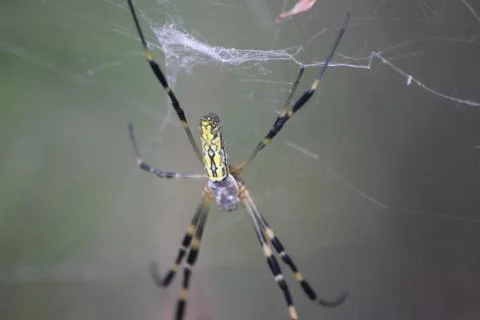 Closeup view with selective focus on a giant Spider and spider webs Stock Photos