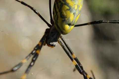 Closeup view with selective focus on a giant Spider and spider webs Stock Photos