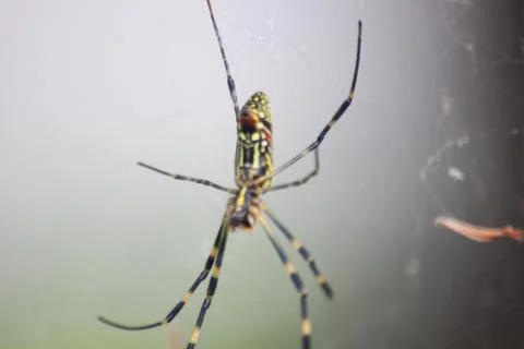 Closeup view with selective focus on a giant Spider and spider webs Stock Photos