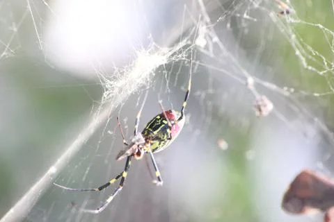 Closeup view with selective focus on a giant Spider and spider webs Foto stock