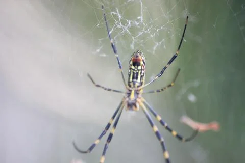 Closeup view with selective focus on a giant Spider and spider webs Stock Photos