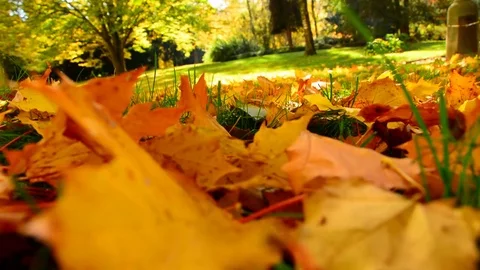 Closeup view of shadow play on yelllow maple leaves in city park grass. Stock Footage 82677791