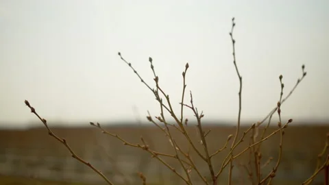 Closeup view of shaking blueberry branches in agricultural field on a windy day. Video stock 180653505