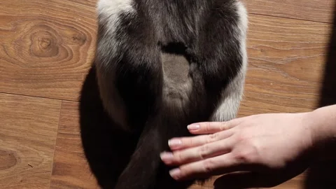 Closeup view of shaved patch on black and white cats lower back and tail area Stock Footage 309301522