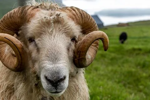 Closeup view of the Sheep and Rams in the fields of the Faroe Islands Stock Photos