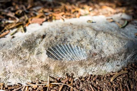 Closeup view of a shellfish fossil Stockfoto's