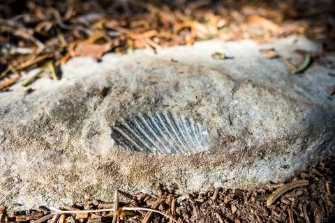 Closeup view of a shellfish fossil 写真素材