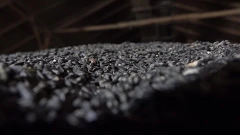 A CloseUp View of Shiny Black Seeds on a Table Inside Agricultural Storage Stock Footage 310315907