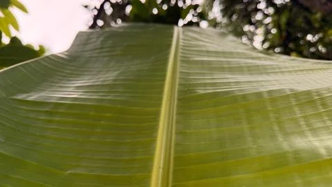 Closeup view showcases the texture and vibrant green color of a banana leaf Foto stock