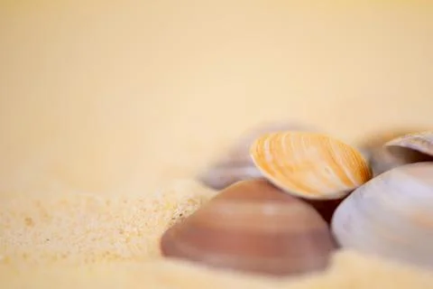 A closeup view showcasing beautiful and intricate shells resting on a soft sandy Foto stock