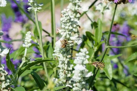 A closeup view showcasing bees diligently collecting nectar from beautiful wh Stock Photos