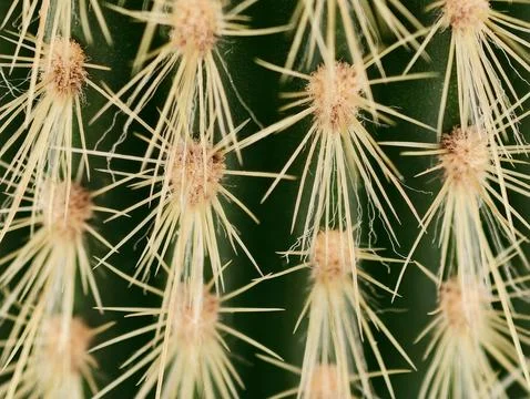 Closeup view showcasing spiny cactus surface with intricate radial pattern .. Foto stock