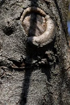A closeup view showcasing the textured surface of tree bark, highlighted by Stock Photos