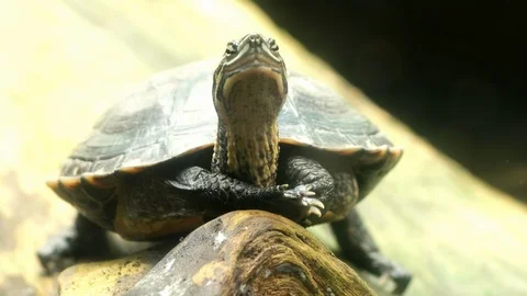 Closeup view of siebenrock's snake-necked turtle (Chelodina siebenrocki Stock Footage 98119293