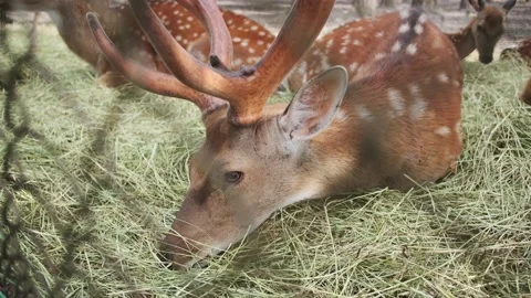 Closeup view of a sika deer with huge horns chewing grass in a national park Stock Footage 134889295