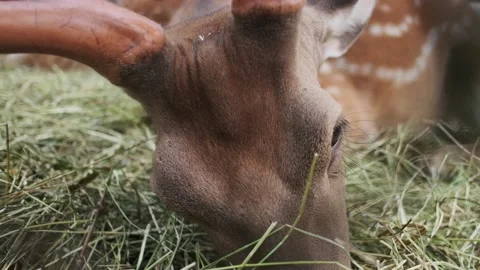 Closeup view of a sika deer with huge horns chewing grass in a national park Stock Footage 134889325