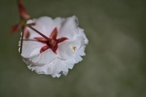 Closeup view of single delicate spring pink flowering cherry blossom Stock Photos
