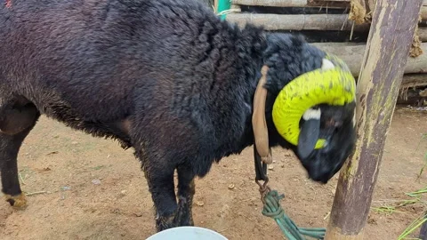 Closeup view of single fighting ram showing aggression and strength in outd.. Vídeos de archivo 335520312