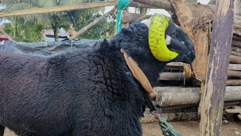 Closeup view of single fighting ram showing aggression and strength in outd.. 스톡 동영상 335520313