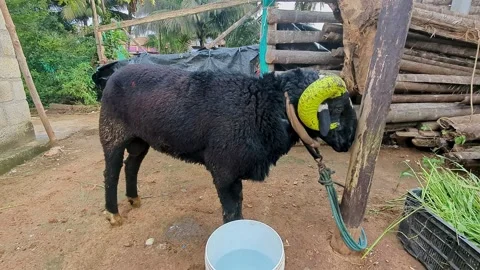 Closeup view of single fighting ram showing aggression and strength in outd.. 스톡 동영상 335520314