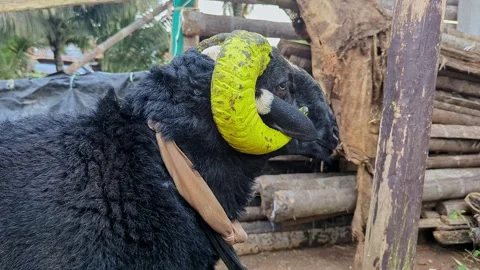 Closeup view of single fighting ram showing aggression and strength in outd.. 스톡 동영상 335520342