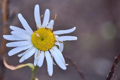 Closeup view of single old Mayweed (Chamomile) flower from the last year Stock Photos